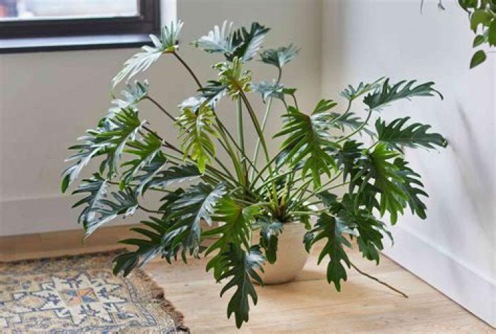 Is philodendron an indoor plant