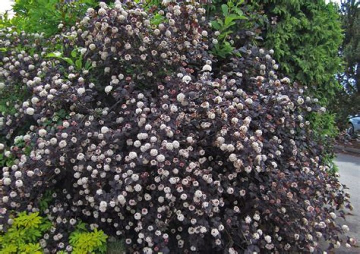 Is Physocarpus Opulifolius diabolo Evergreen