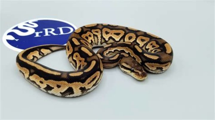 Is piebald dominant or recessive ball python