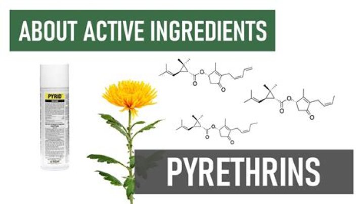 Is pyrethrum organic