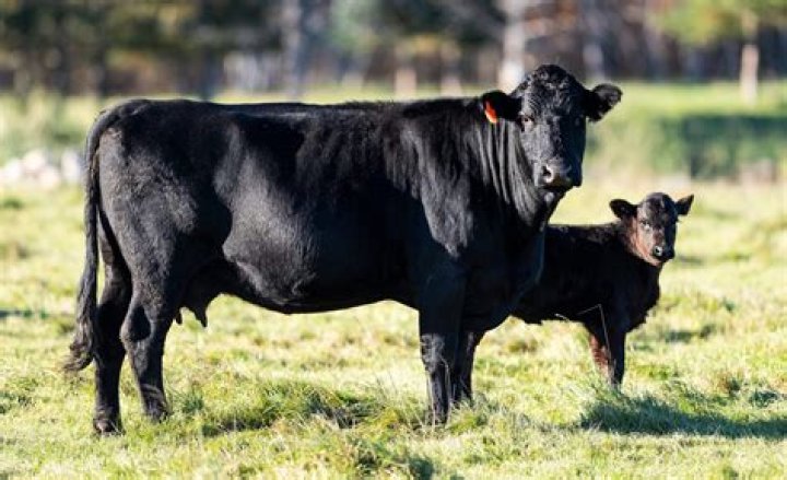 Is Red Angus Bos taurus