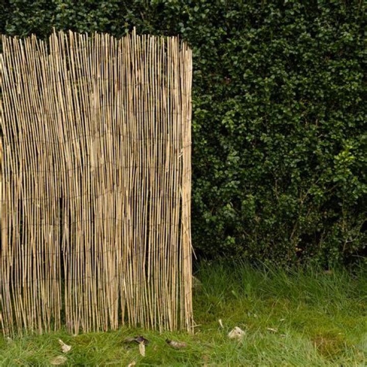 Is Reed screening any good