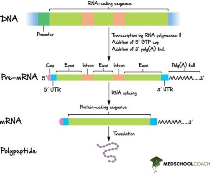 Is RNA like a blueprint