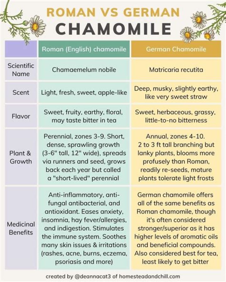 Is Roman chamomile the same as German chamomile