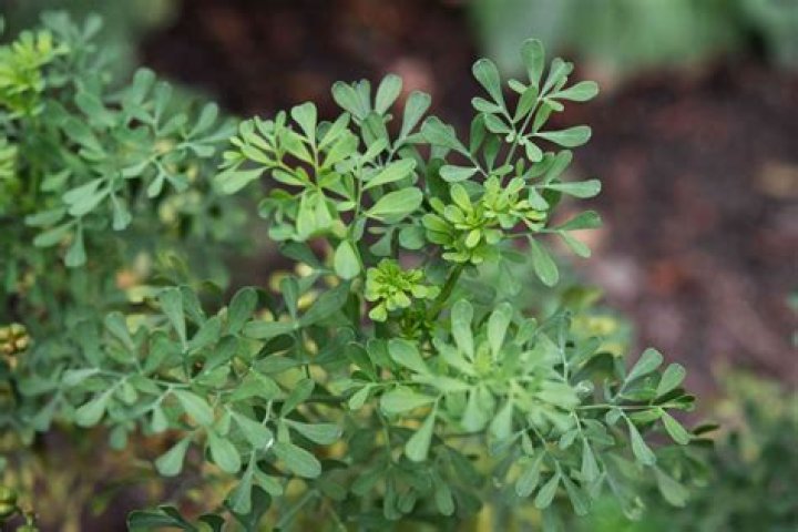 Is rue poisonous