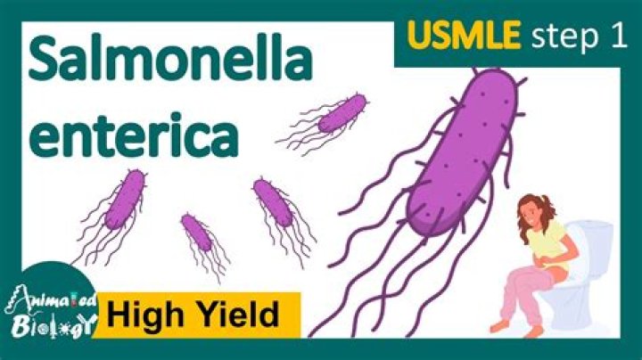 Is Salmonella an endotoxin