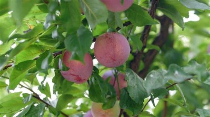 Is Santa Rosa plum a Japanese plum