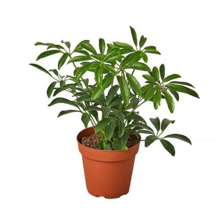 Is schefflera a low light plant