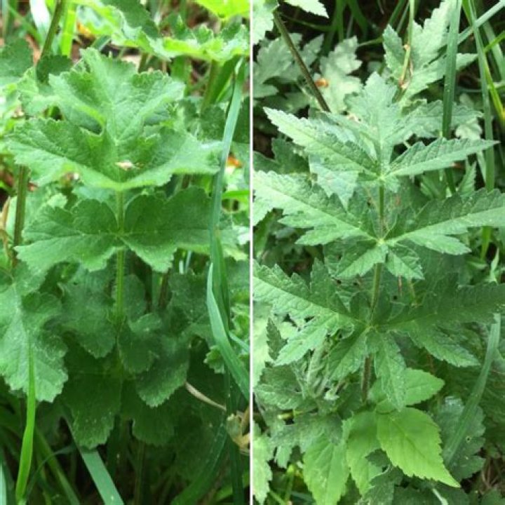 Is small hogweed dangerous