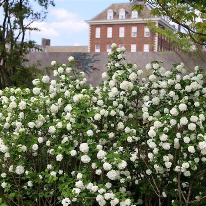 Is snowball viburnum Evergreen