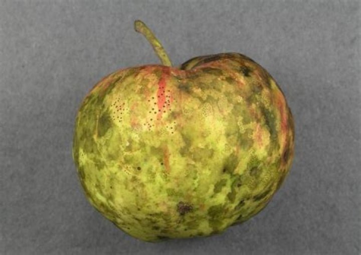 Is sooty blotch harmful