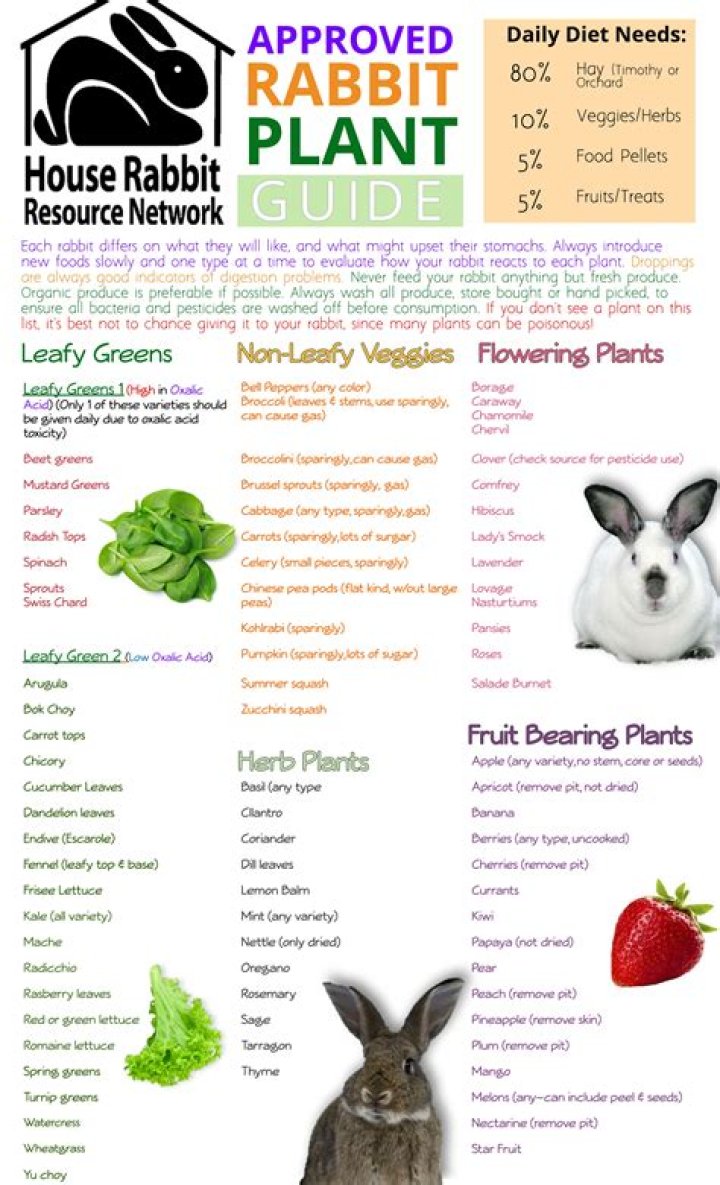 Is Spruce safe for rabbits
