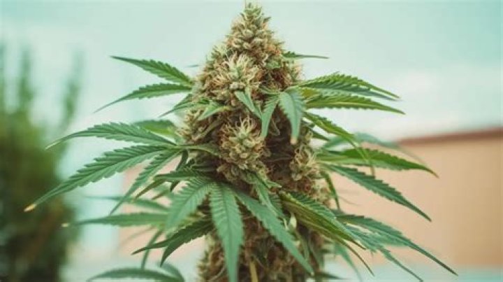 Is Strawberry Cough a sativa or indica