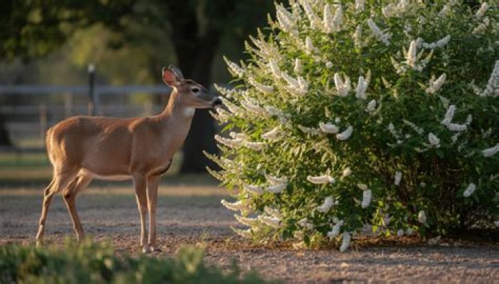 Is Sweet Annie deer resistant