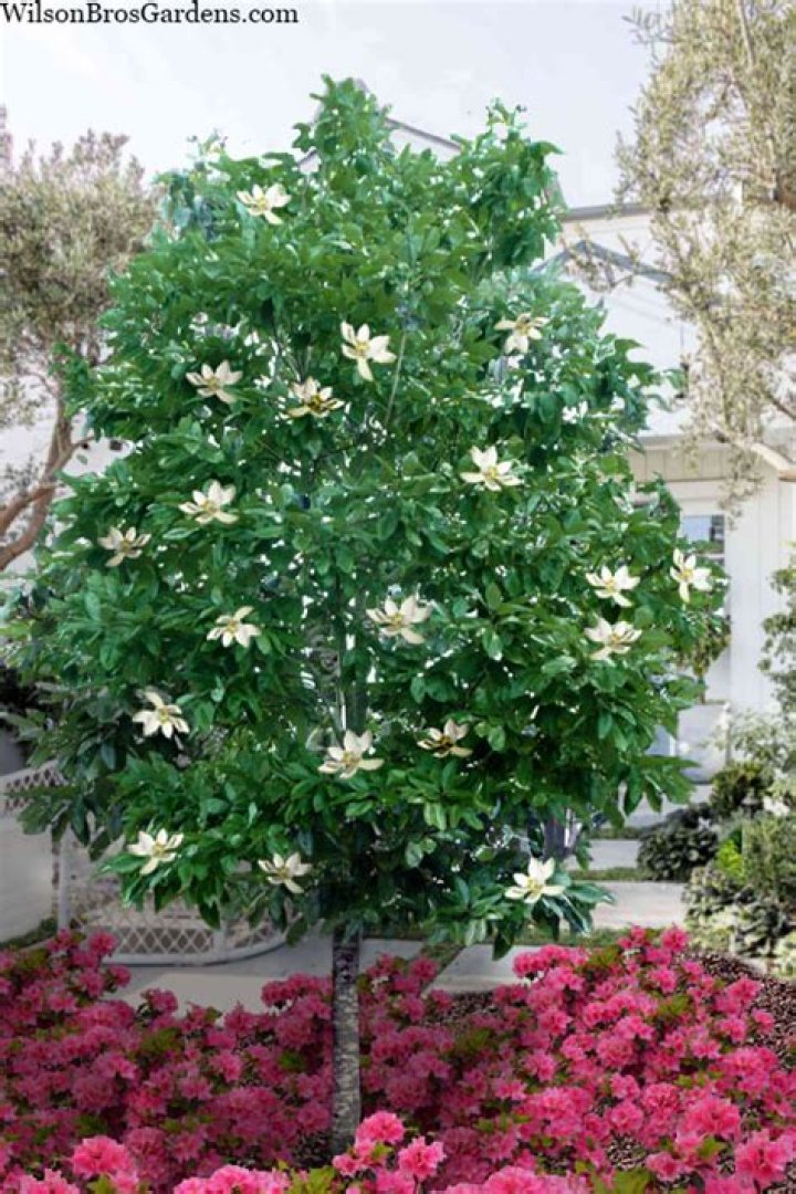 Is Sweetbay Magnolia deciduous or evergreen