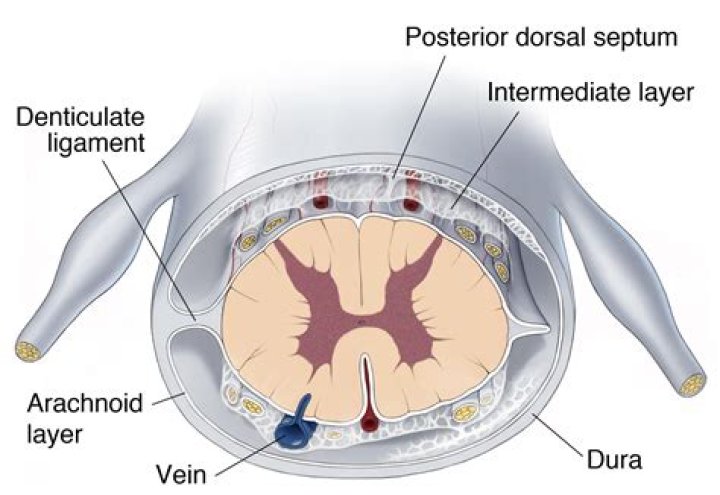 Is the arachnoid mater vascular