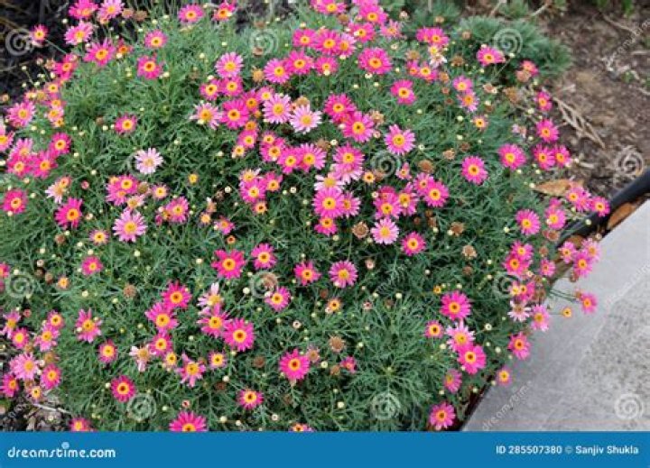 Is the argyranthemum plant a perennial