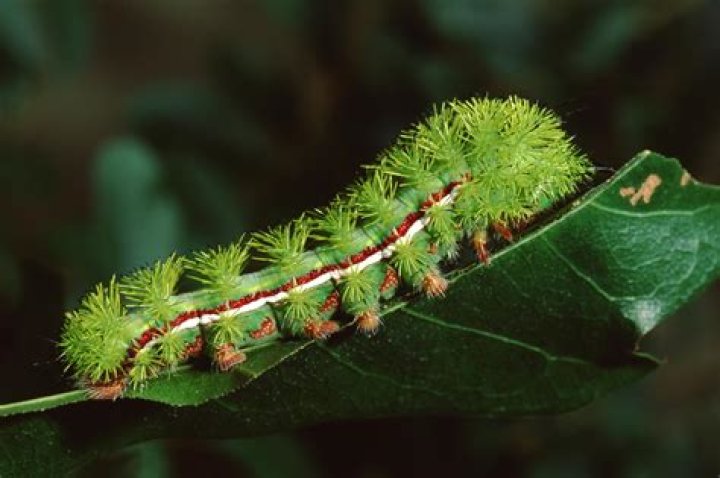 Is the black swallowtail caterpillar poisonous
