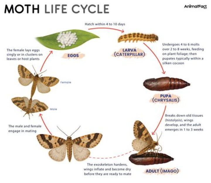 Is the cabbage moth a butterfly