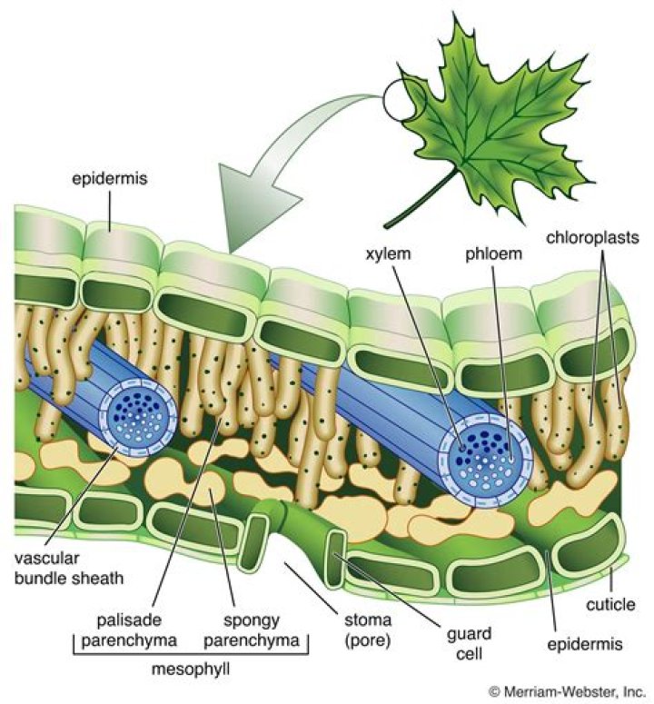 Is the cuticle of a leaf transparent