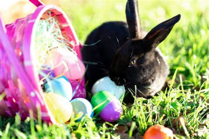 Is the Easter Bunny big or small