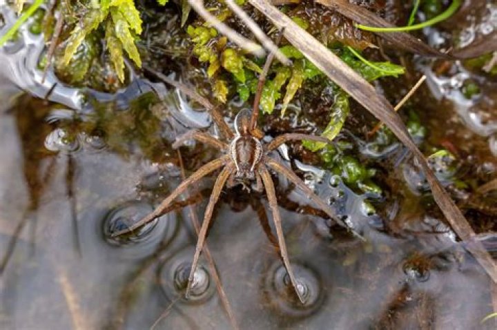 Is the fishing spider poisonous