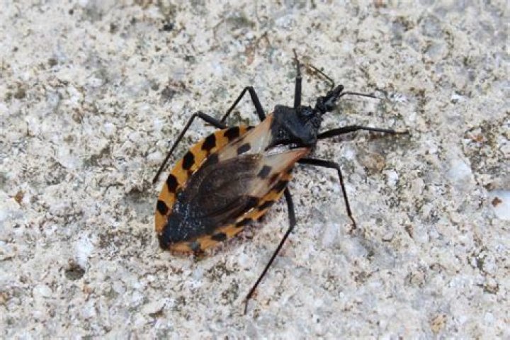 Is the kissing bug in Georgia