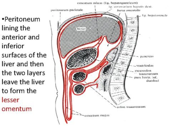 Is the liver in the peritoneal cavity