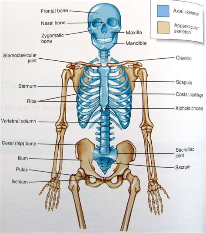Is the Manubrium part of the axial skeleton