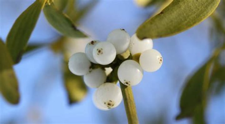 Is the mistletoe Oklahomas state flower