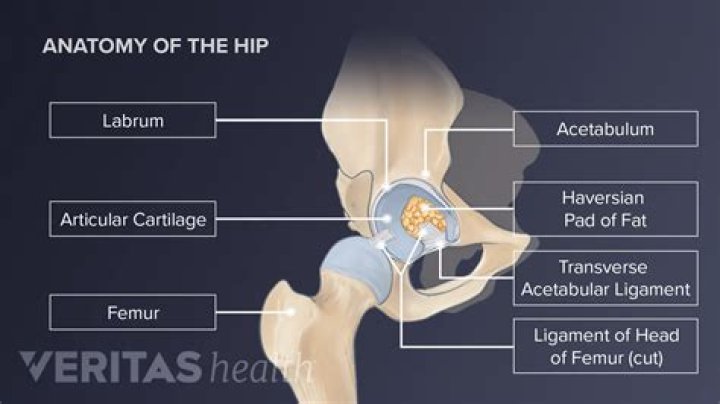 Is the pelvis the hip bone