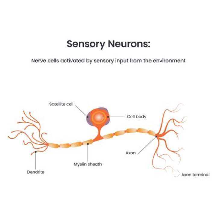 Is the peroneal nerve sensory or motor