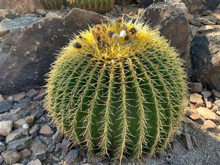 Is the Pima pineapple cactus endangered