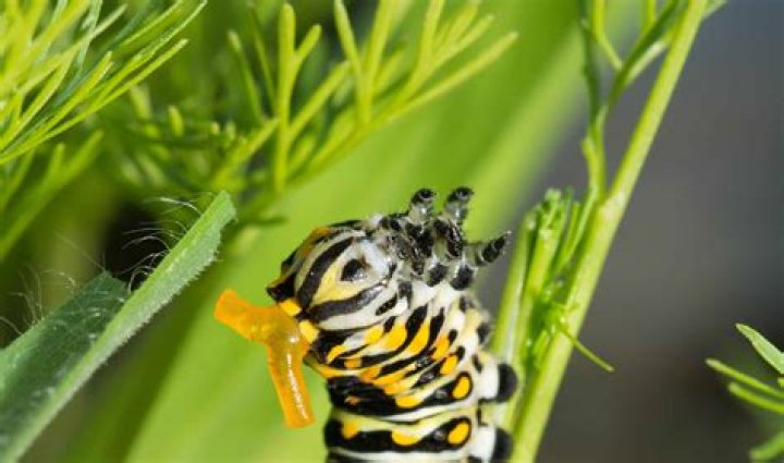 Is the tiger swallowtail caterpillar poisonous