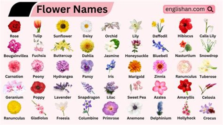 Is there a flower called thrift