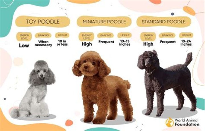 Is there a French poodle