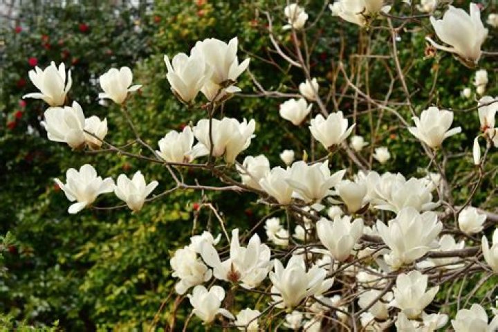 Is there a magnolia bush