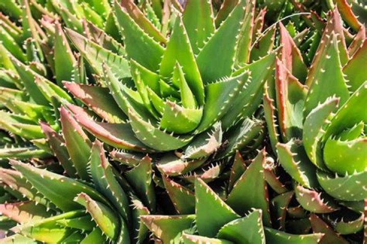 Is there a poisonous aloe vera plant