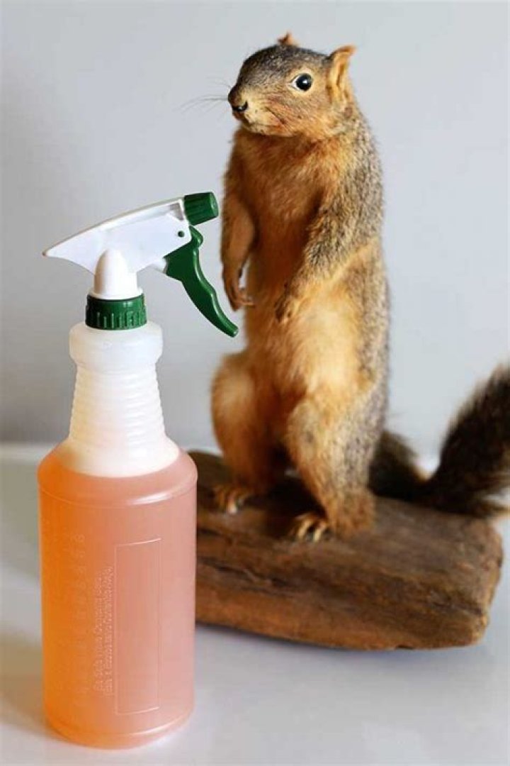 Is there a spray to keep squirrels away