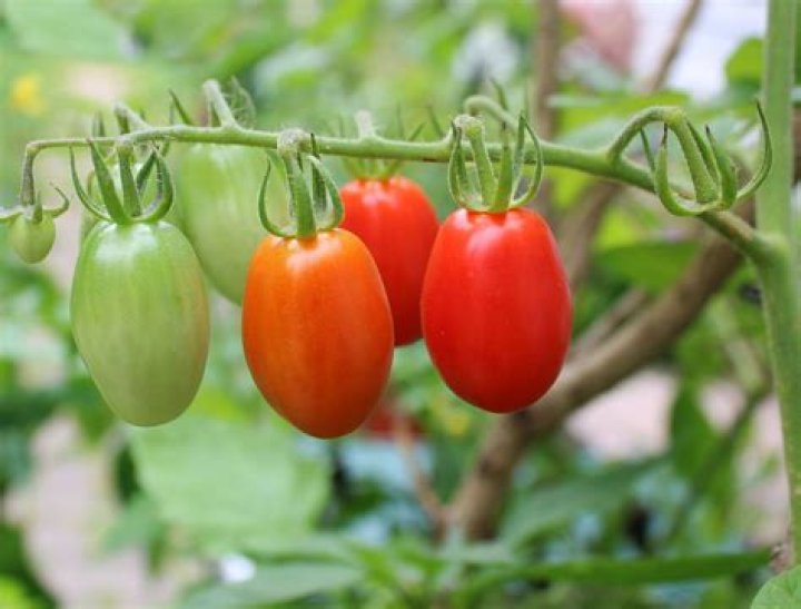 Is there sugar in grape tomatoes
