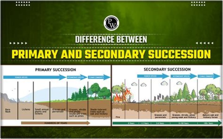 Is this an example of primary or secondary succession