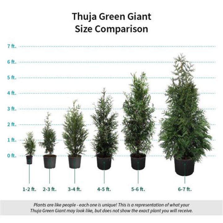 Is Thuja Green Giant an arborvitae