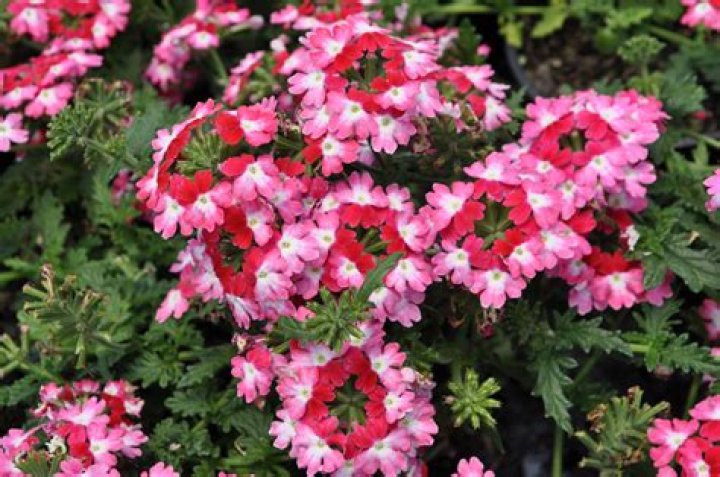Is trailing verbena a perennial