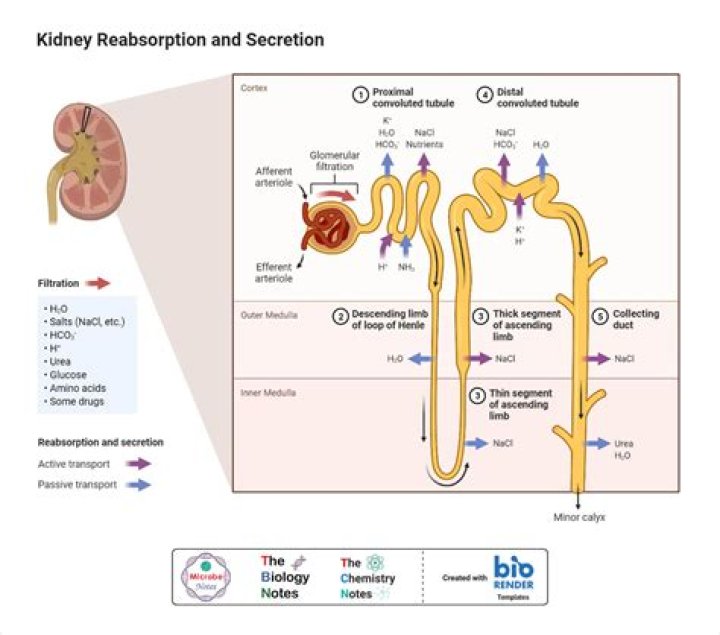 Is uric acid secreted in the nephron