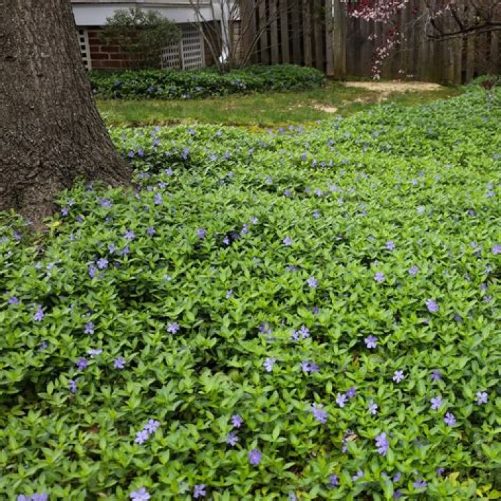 Is vinca major deer resistant