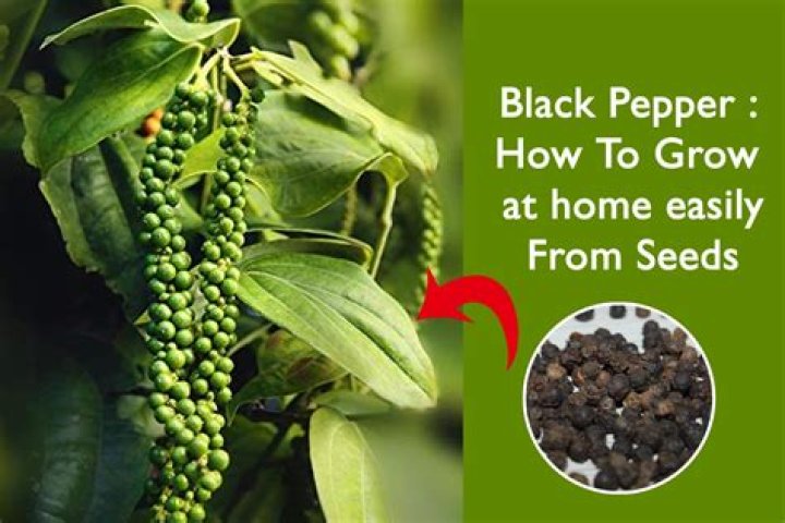 Is white or black pepper better