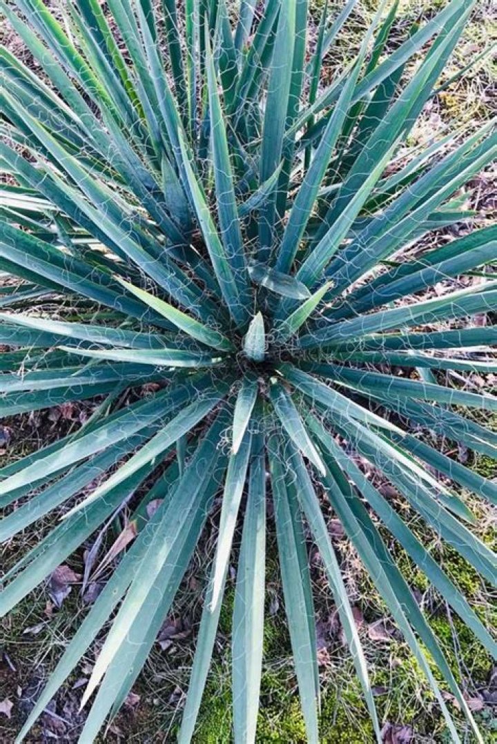 Is Yucca a starch
