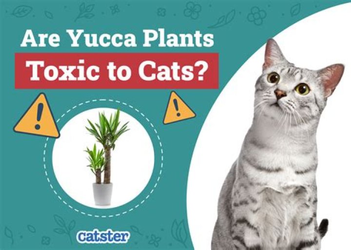 Is Yucca toxic to cats