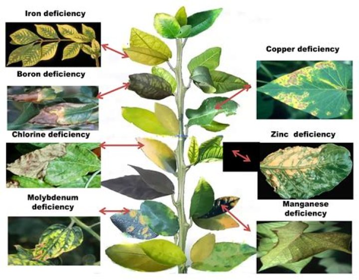 Is Zinc toxic to plants