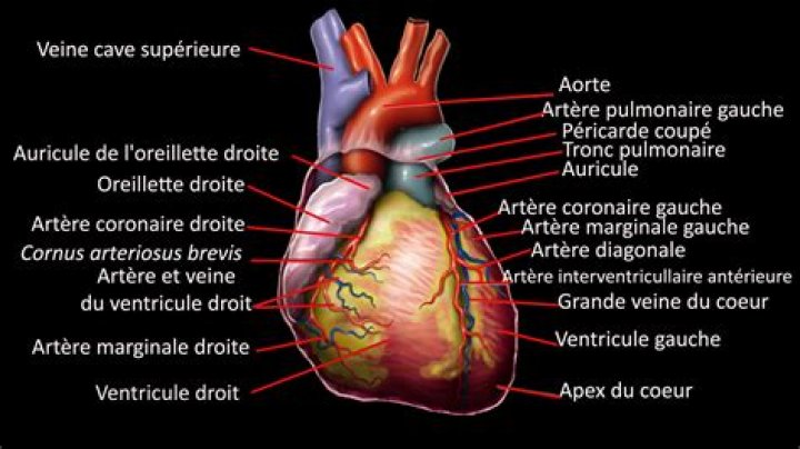 Où se trouvent les artères